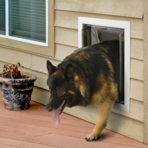 Wall entry 2024 dog door uk